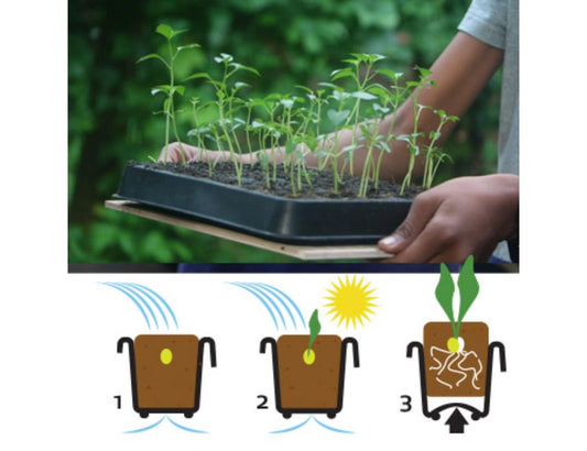 Fairzone - Kiembak van Natuurrubber - 30 vaks