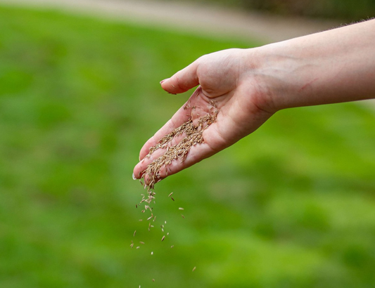 Ecostyle - Graszaad - Extra Herstel - 500gr